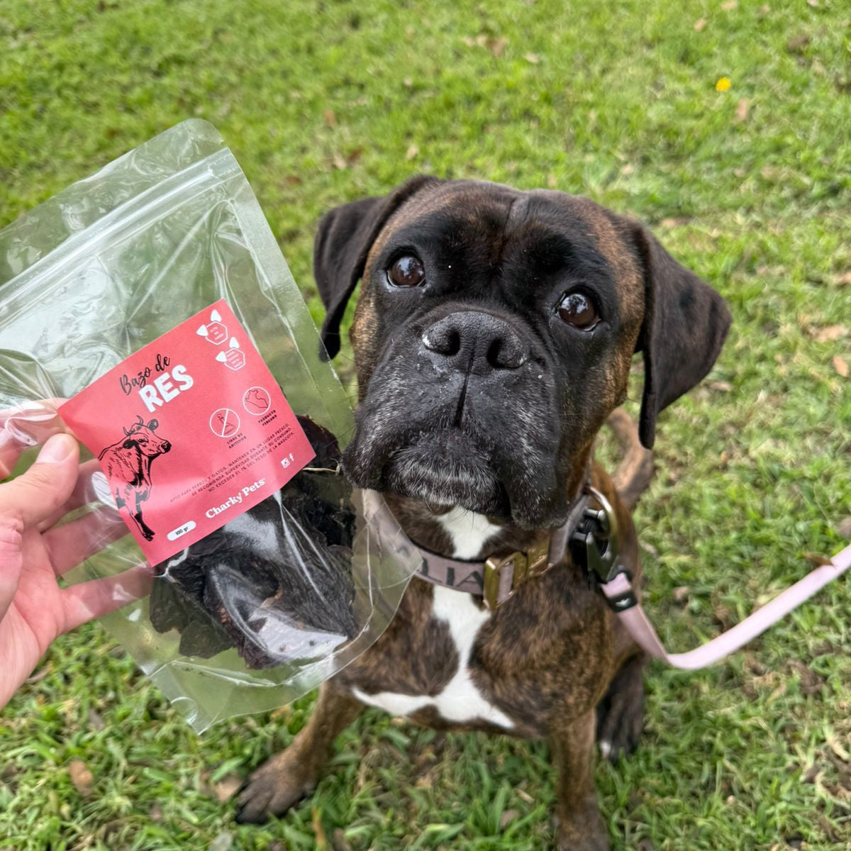 ¿Por qué elegir snacks naturales para tu mascota?