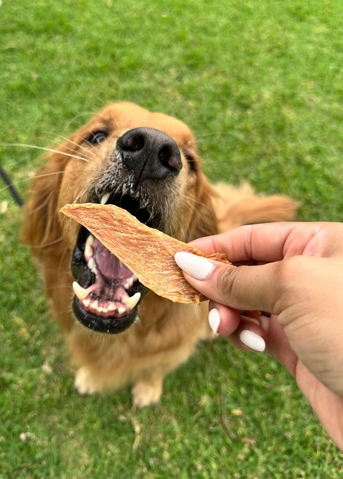 Snacks naturales vs masticables naturales: ¿cuál elegir para tu mascota?