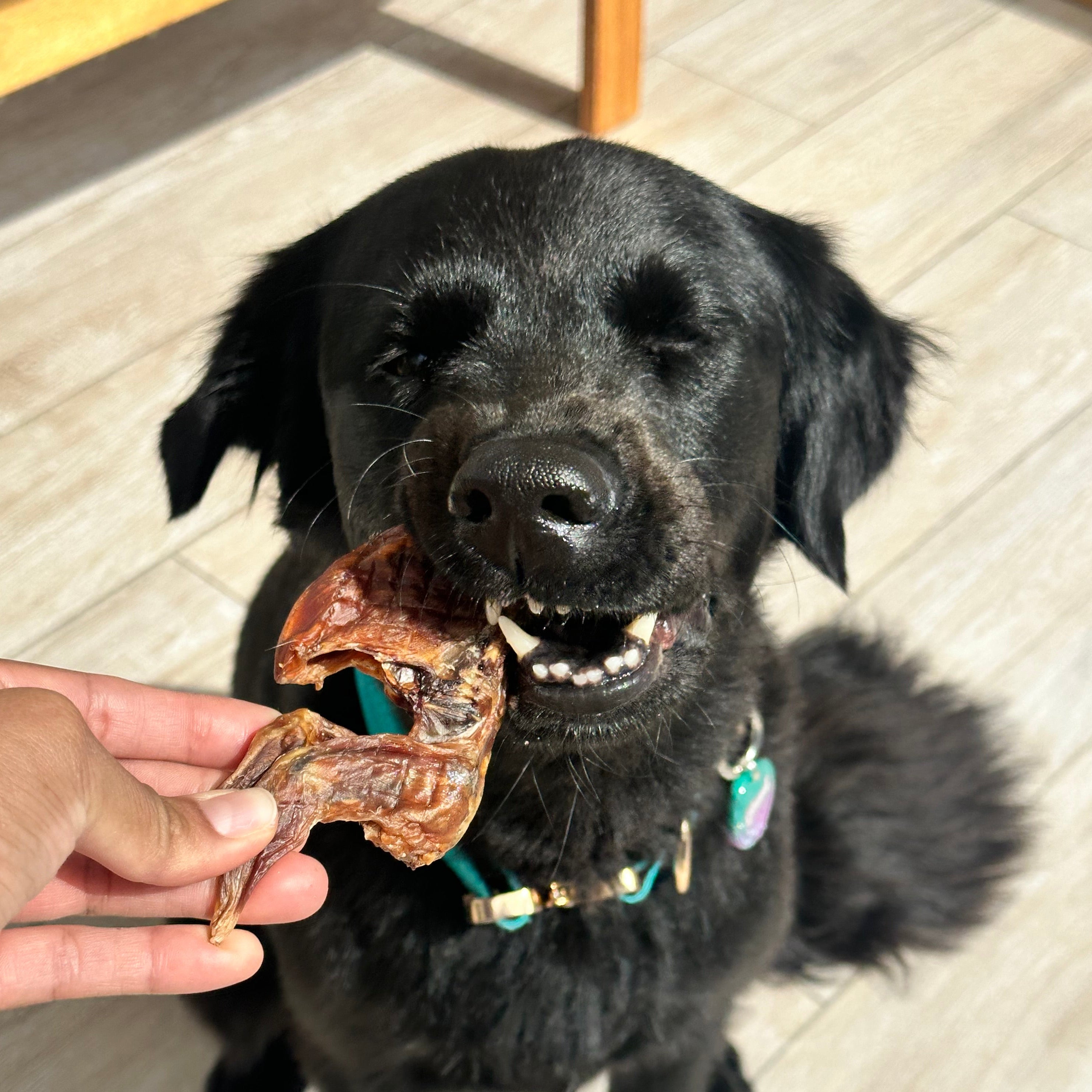 Codorniz deshidratada (4 und)