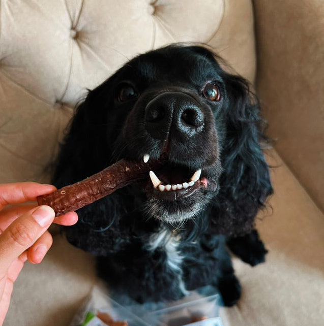 Tráquea de Porcino (5 und)