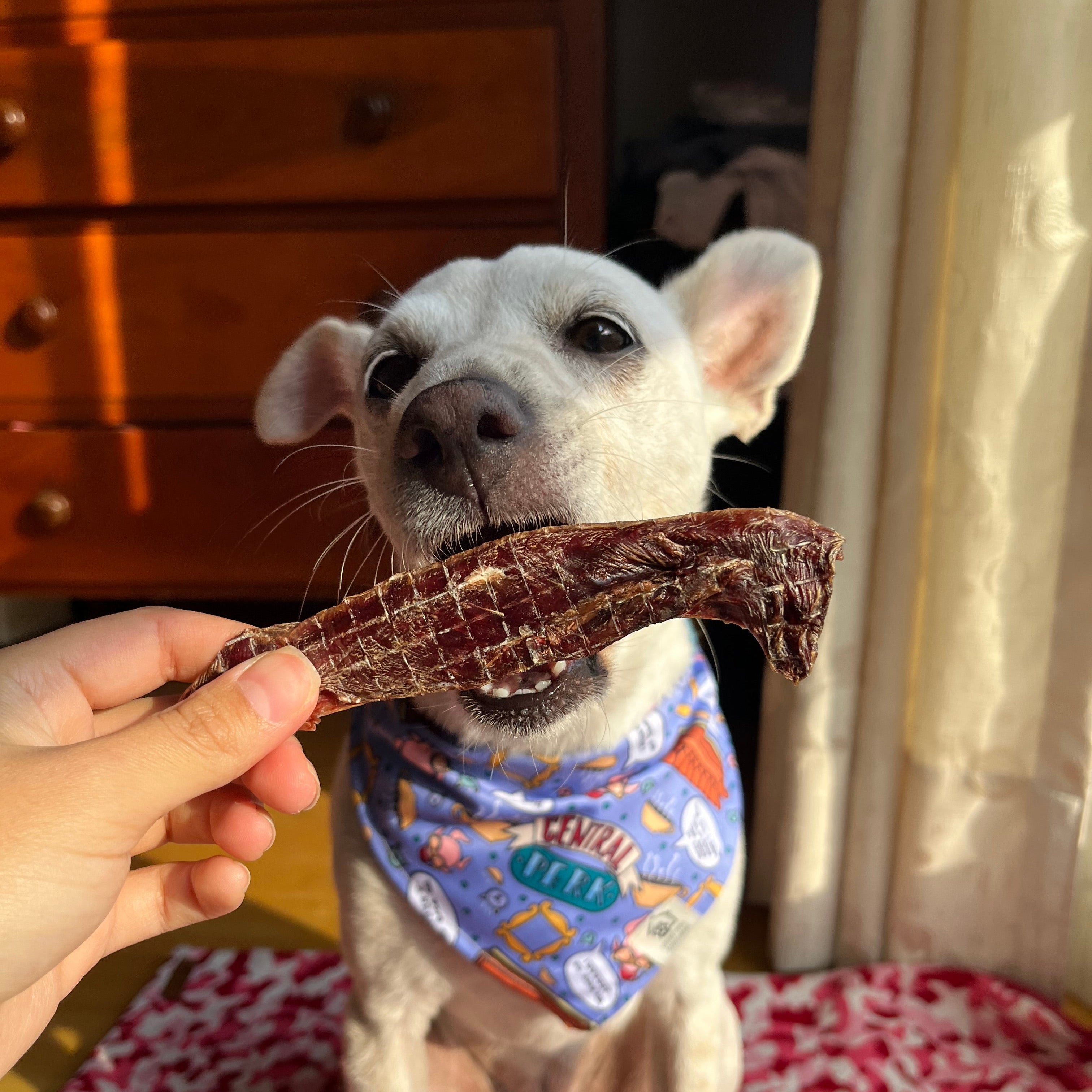 Esófago laminado res