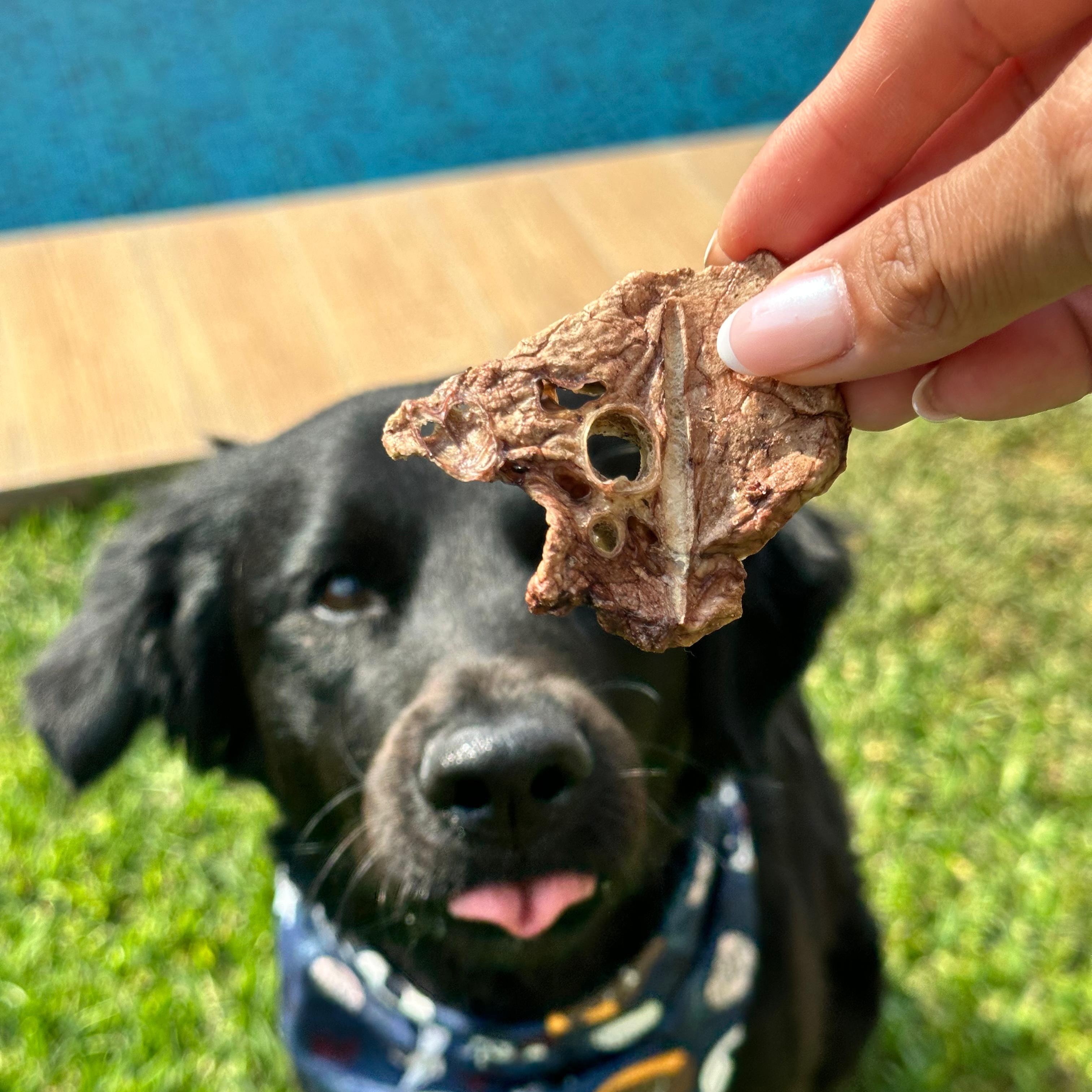 Pulmón Porcino – 50 g