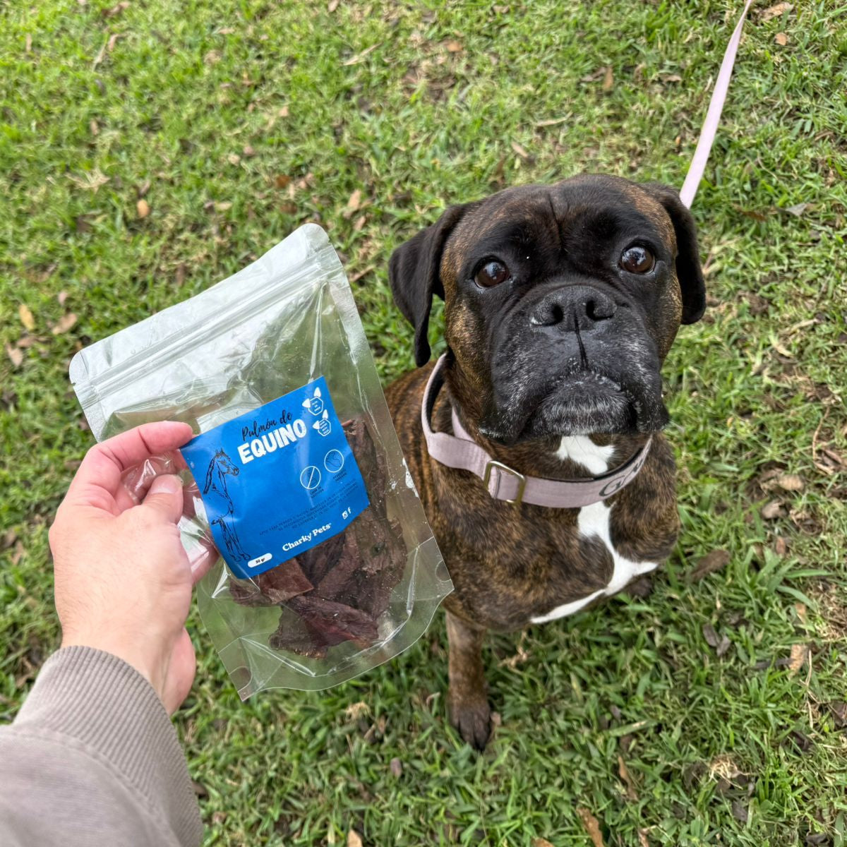 Pulmón Equino – 50 g