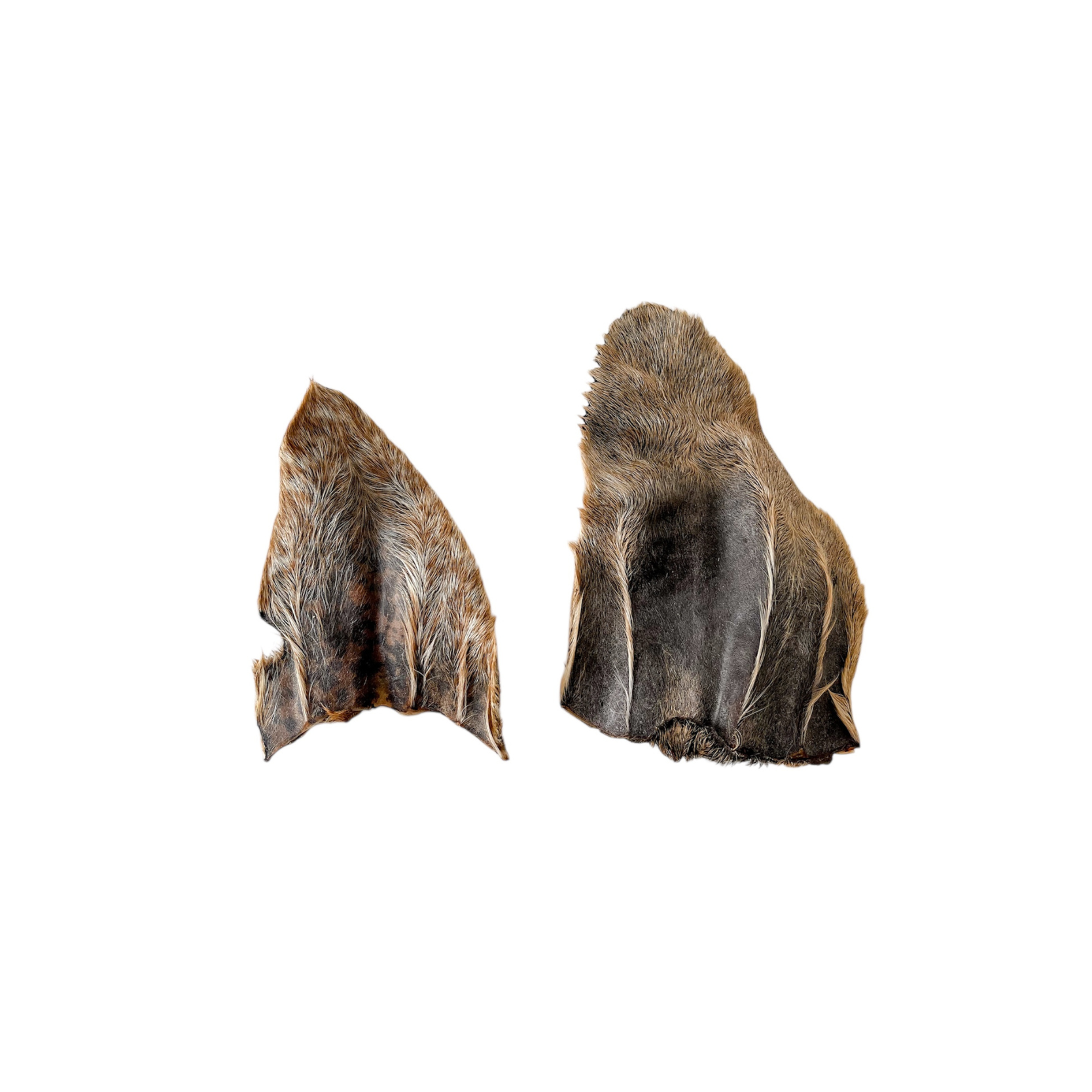 Oreja de chivo