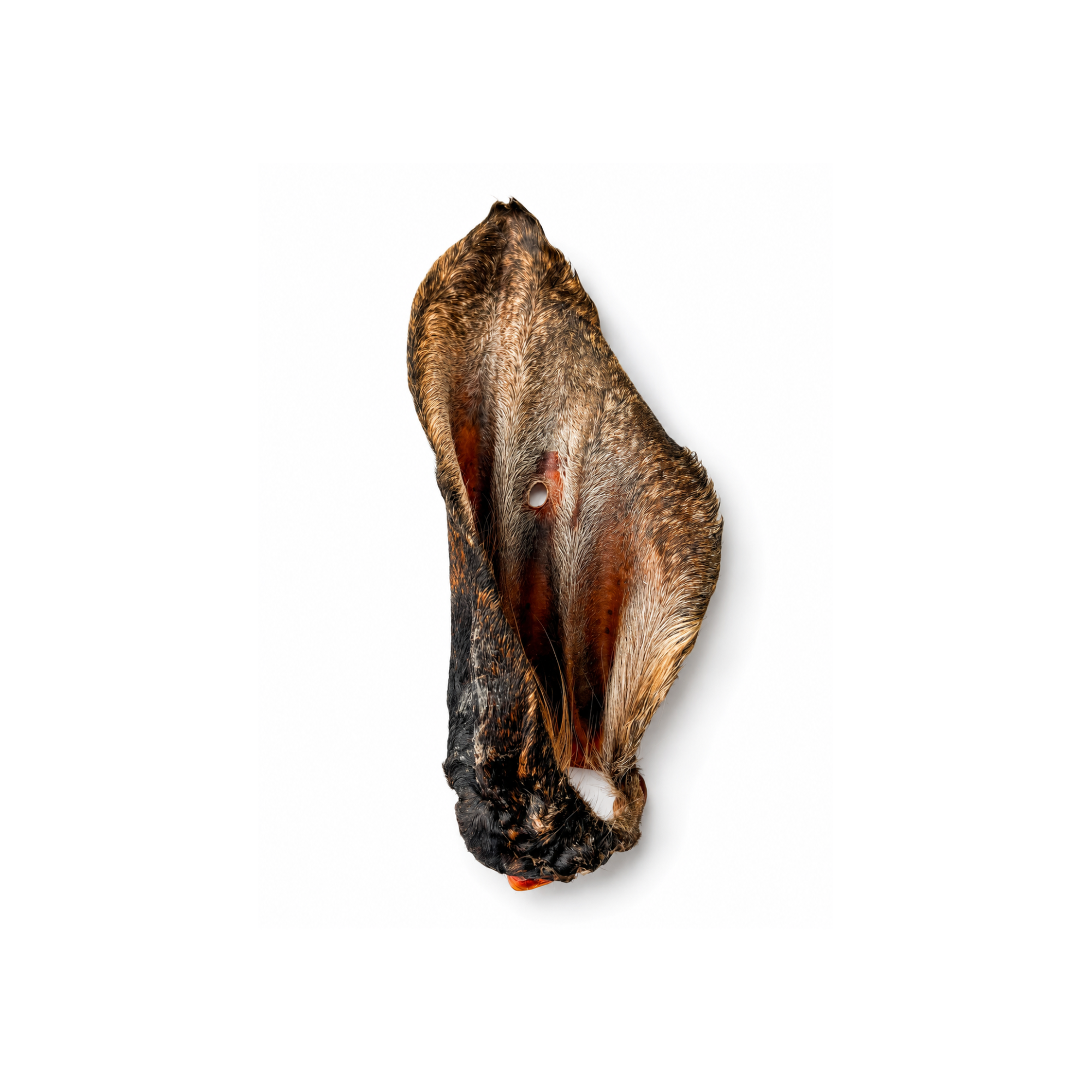 Oreja de Res - L