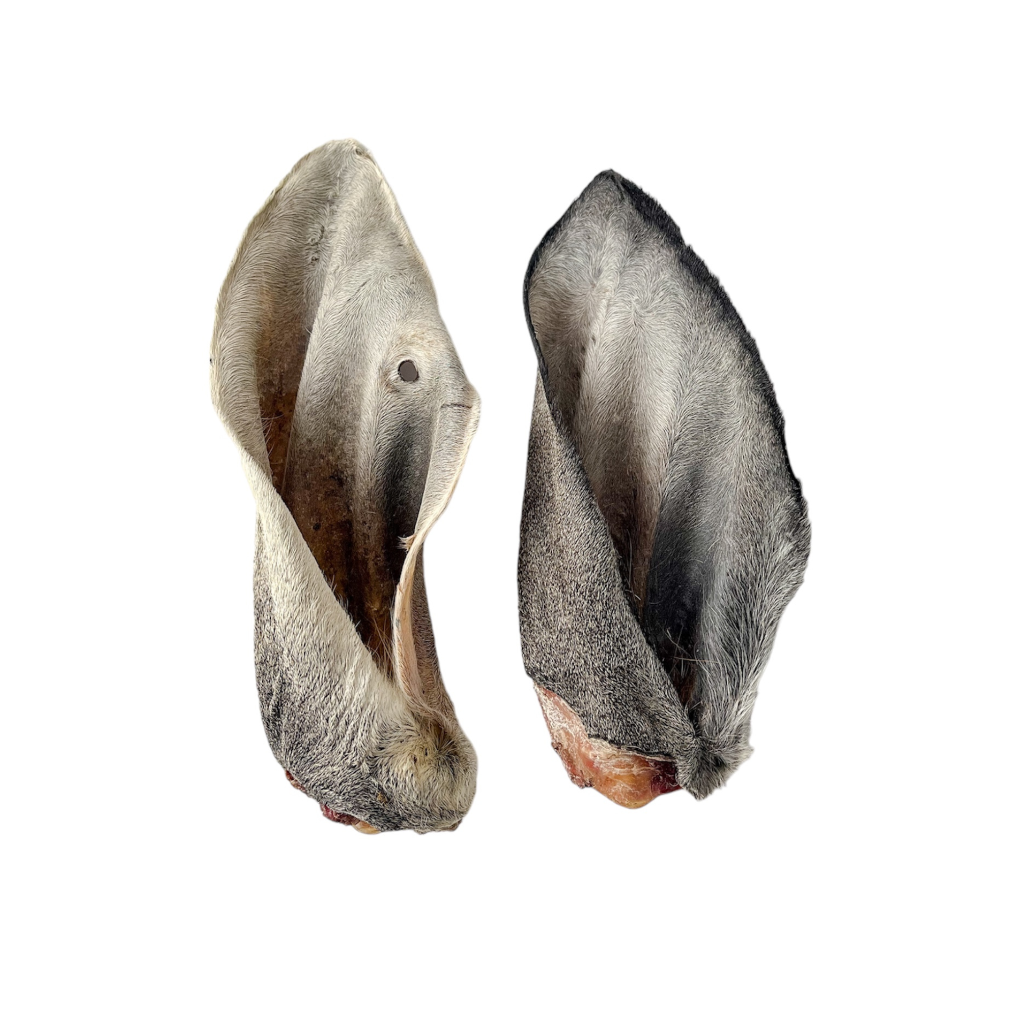 Oreja de Res - M